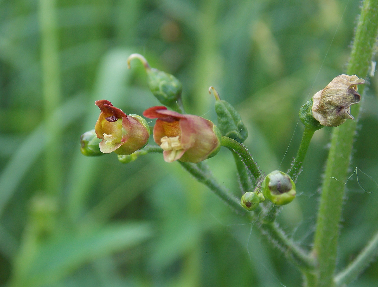 Представитель Семейства Scrophulariaceae